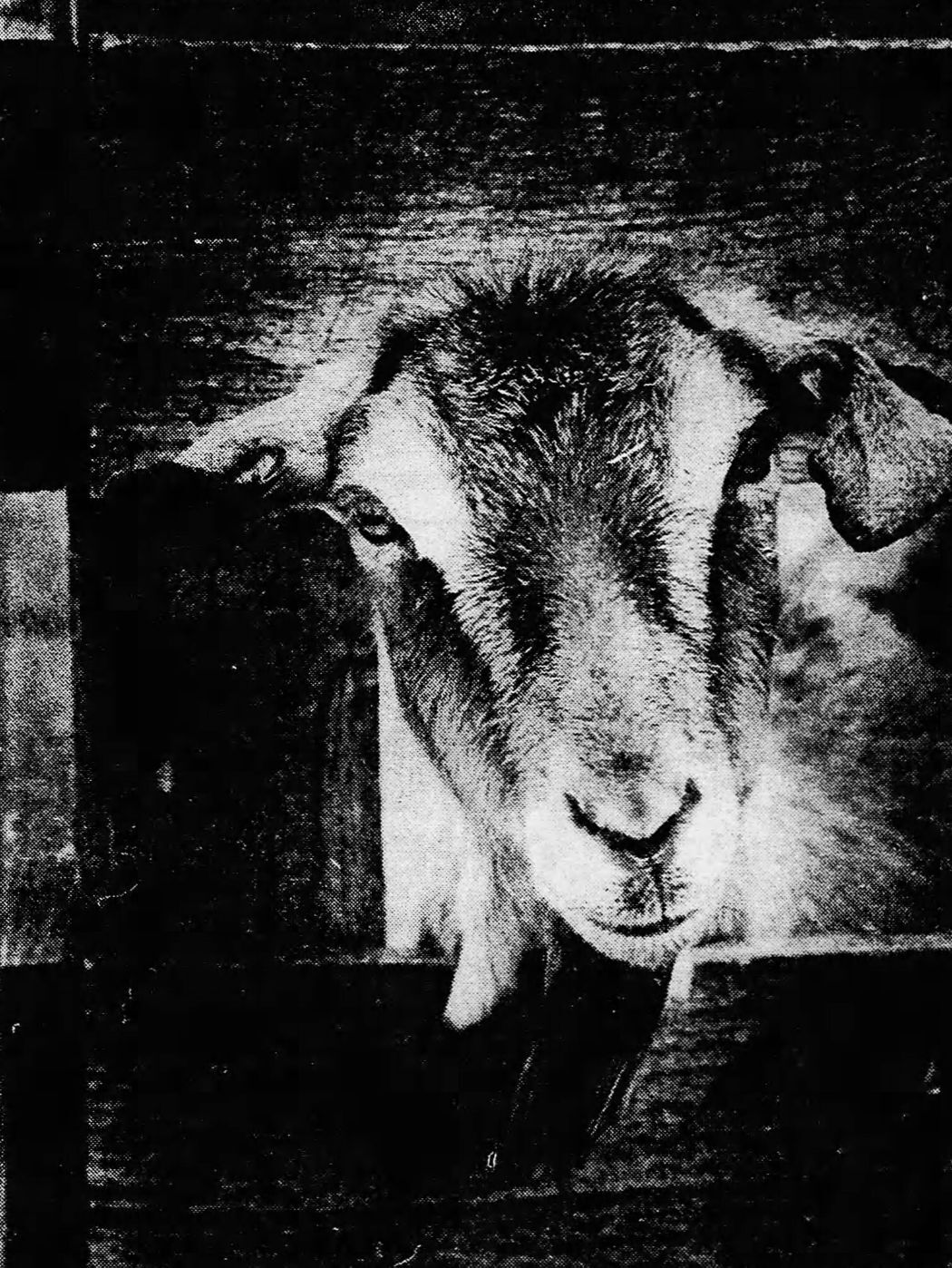 Posing goat